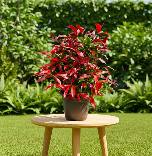 Christina Ficus Plant Spring-Nivida