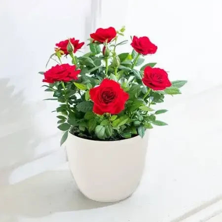 Red Rose Plant Baug Bagicha