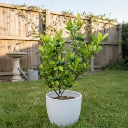 Kagzi Nimboo, Lemon Tree - Plant Spring-Nivida