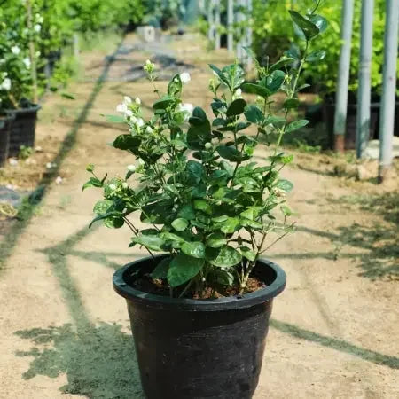 Mogra (Jasmine) Plant Baug Bagicha