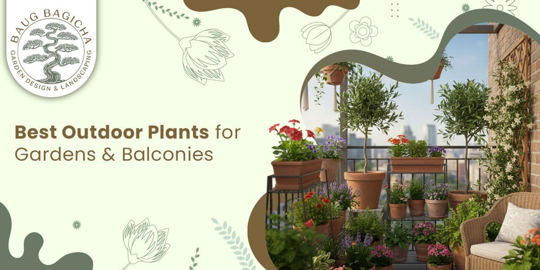 Best Outdoor Plants for Gardens & Balconies