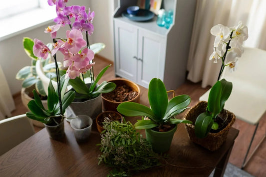 Best Indoor Vastu Plants to Gift for New Homes