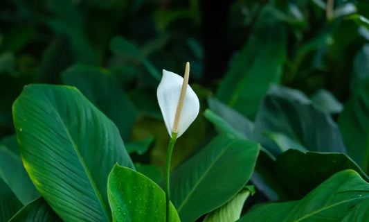 Peace Lily: A Low-Maintenance Plant with Big Benefits