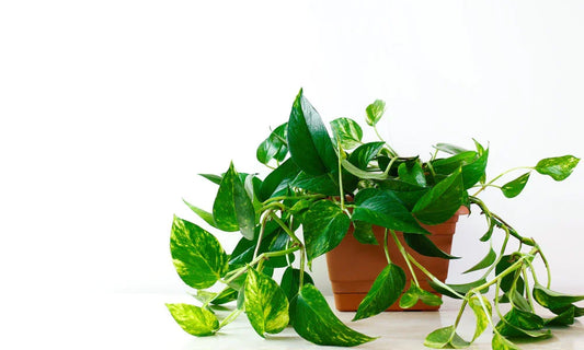 Golden Money Plant: Benefits, Vastu Tips, Styling Ideas, and More - Baug Bagicha