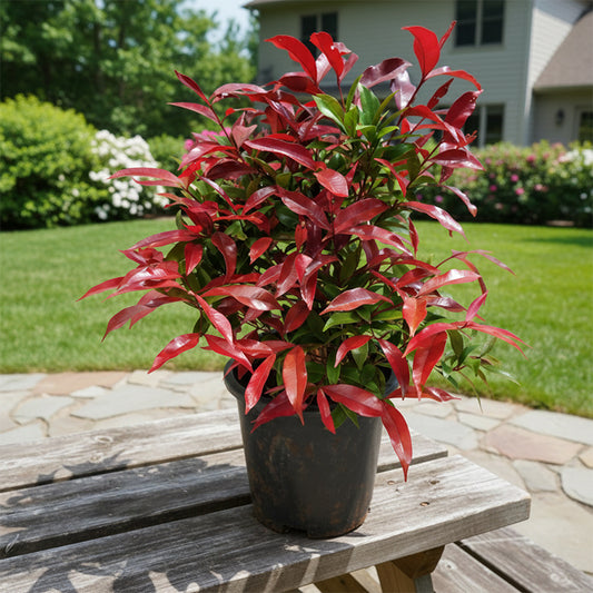 Christina Ficus Plant