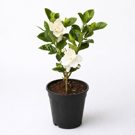 Gardenia Plant
