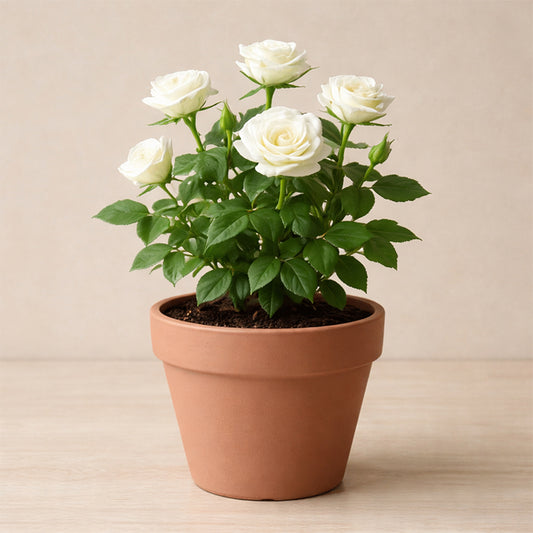 White Rose Plant