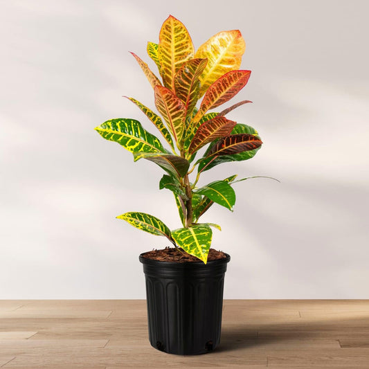Croton Apple Leaf Plant