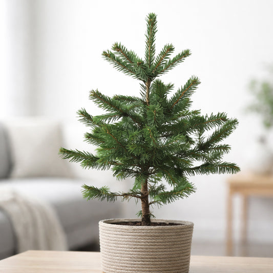 Christmas Tree Plant Small