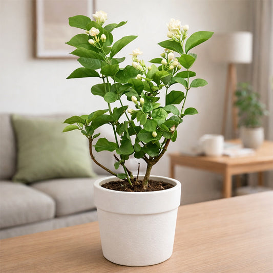 Mogra (Jasmine) Plant