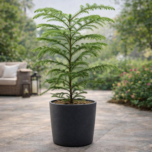 Christmas Tree plant - large