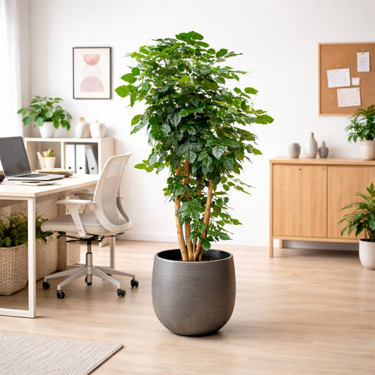 Radermachera, China Doll - Plant