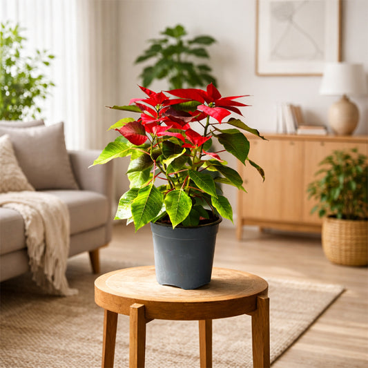 Poinsettia Red Plant