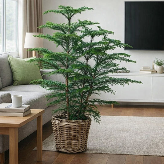 Christmas Tree Plant Medium