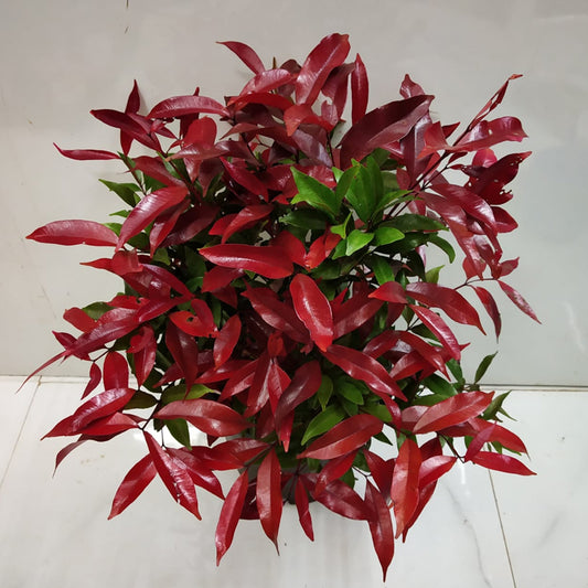 Christina Ficus Plant