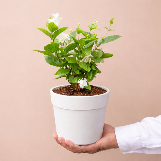 Mogra (Jasmine) Plant