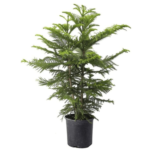 Christmas Tree Plant Medium