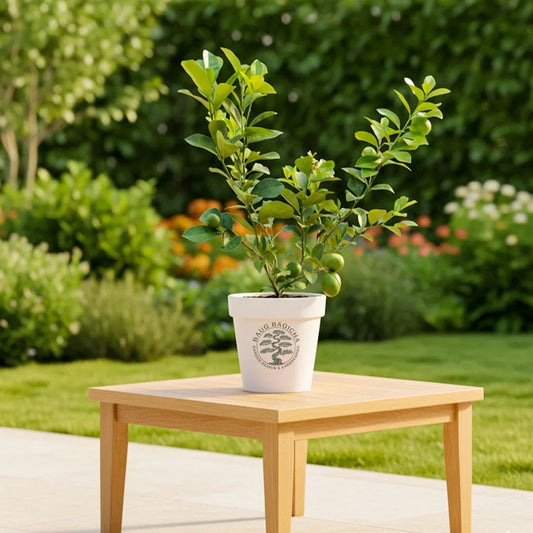 Kagzi Nimboo, Lemon Tree - Plant