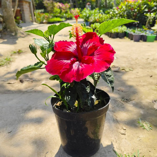 Multicoloured Hibiscus Plant