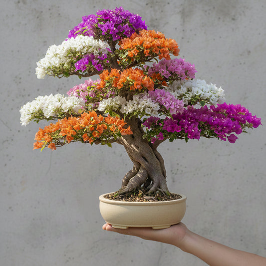 Bougainvillea - Multigrafted multicoloured bonsai plant