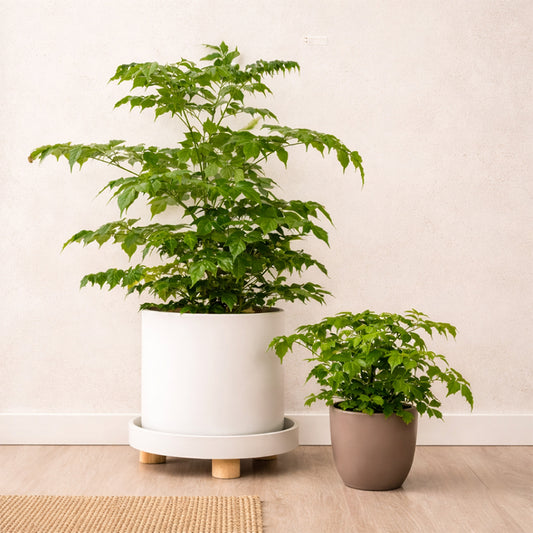 Radermachera, China Doll - Plant