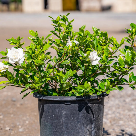 Gardenia Plant