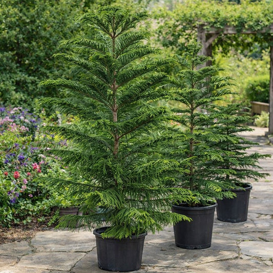 Christmas Tree plant - large