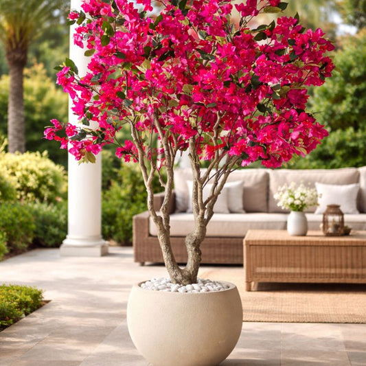 Bougainvillea single coloured plant
