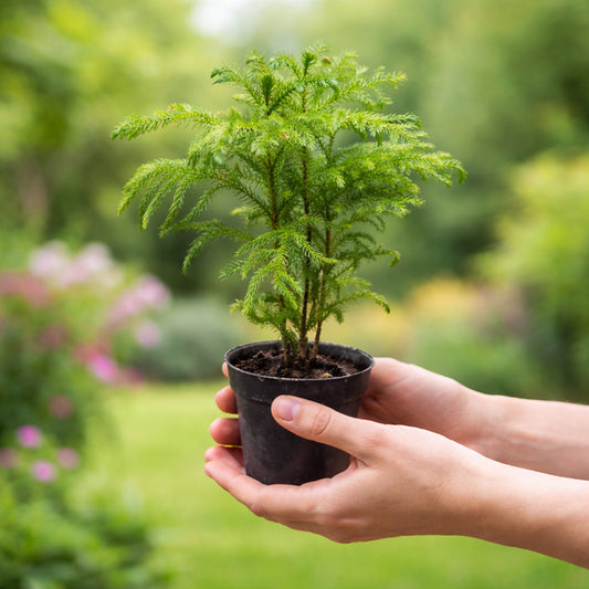 Christmas Tree Plant Small