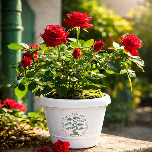 Red Rose Plant