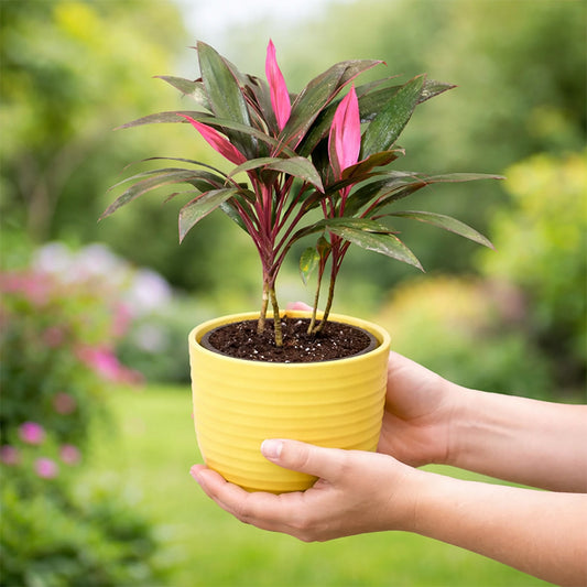 Dracaena Mahatma, Cordyline Terminalis Mahatma plant