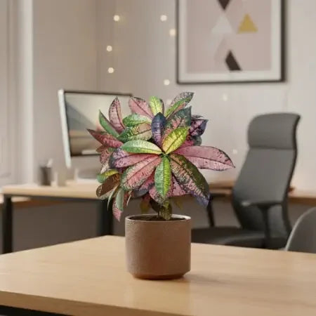 Croton Apple Leaf Plant Spring-Nivida