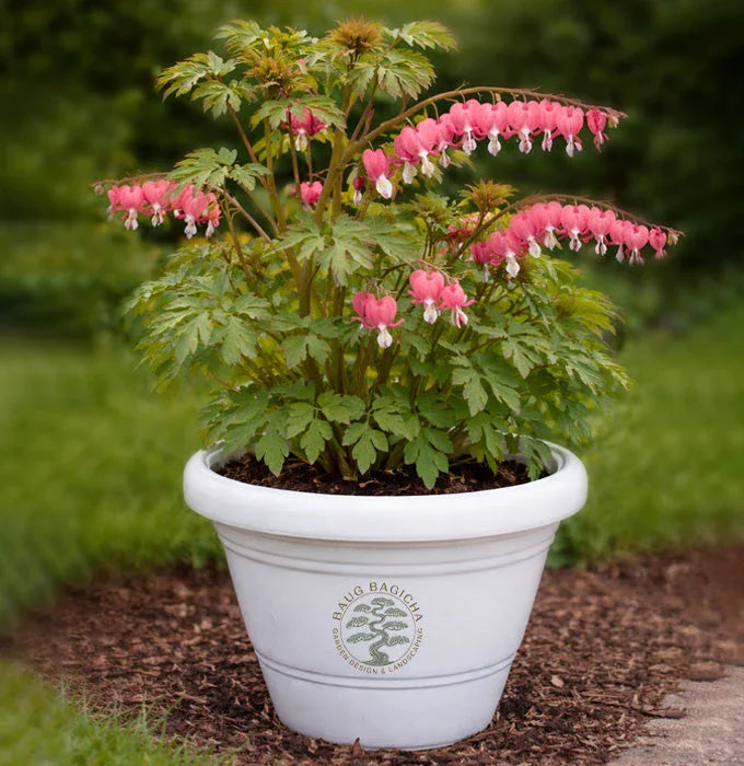 Bleeding  Heart Baug Bagicha