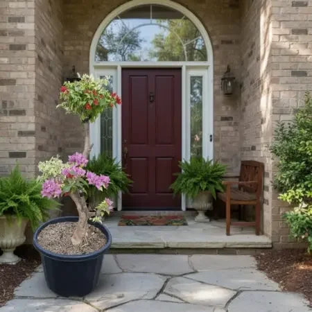 Bougainvillea - Multigrafted multicoloured bonsai plant Spring-Nivida