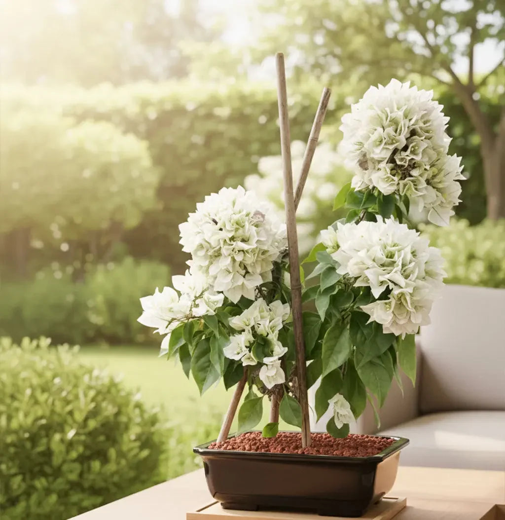 Bougainvillea single coloured plant Spring-Nivida