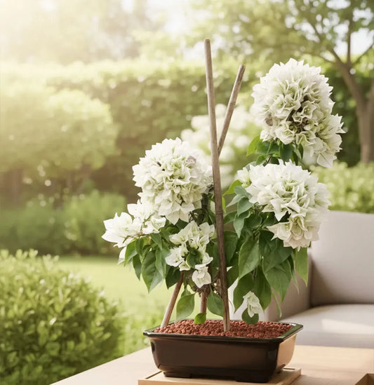 Bougainvillea single coloured plant Spring-Nivida