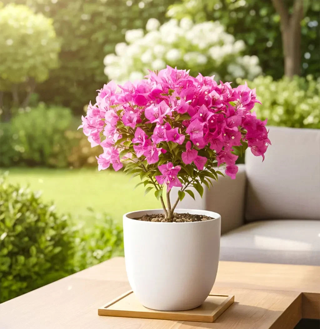 Bougainvillea single coloured plant Spring-Nivida