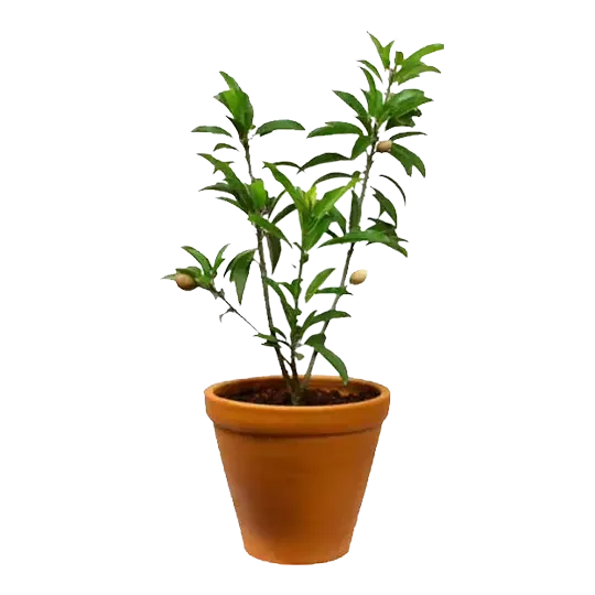 Chickoo plant Baug Bagicha