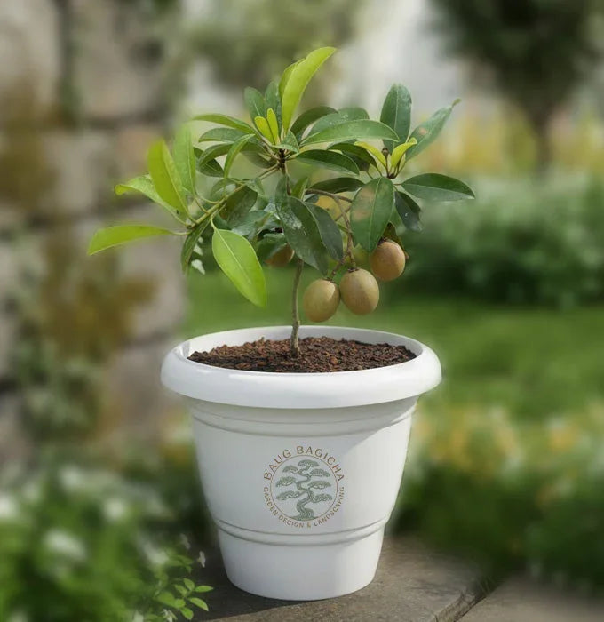 Chickoo plant Baug Bagicha