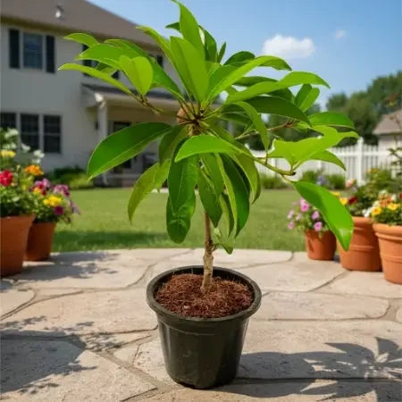 Chickoo plant Baug Bagicha