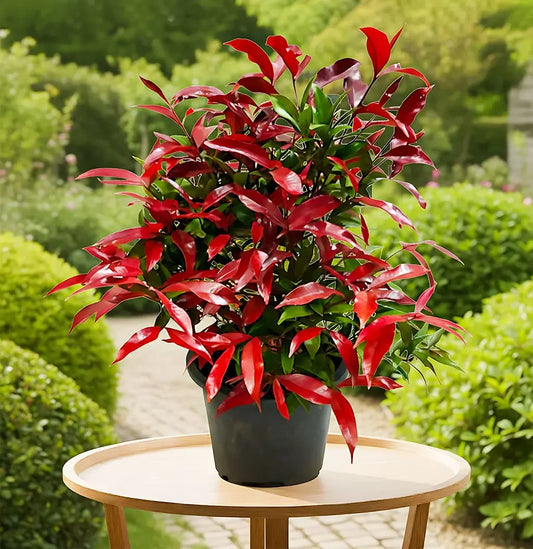 Christina Ficus Plant Spring-Nivida
