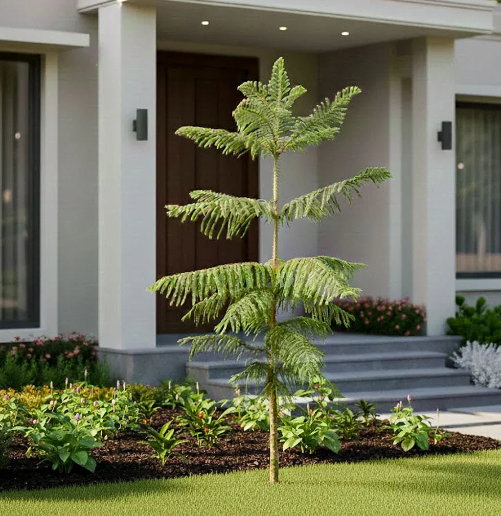 Christmas Tree plant - large Baug Bagicha