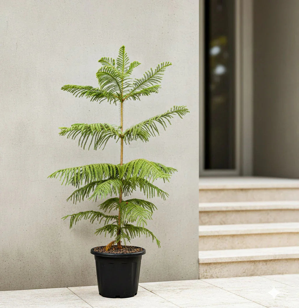 Christmas Tree Plant Medium Baug Bagicha