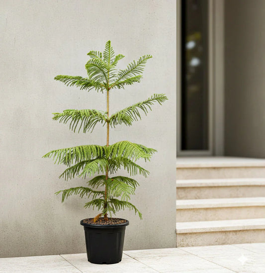 Christmas Tree Plant Medium Baug Bagicha