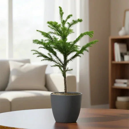 Christmas Tree Plant Small Baug Bagicha