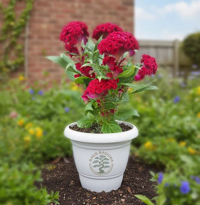 Cock's Comb plant Baug Bagicha