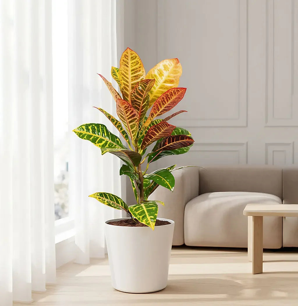 Croton Petra plant Spring-Nivida