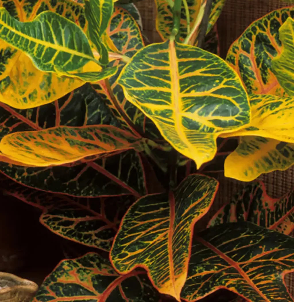 Croton Petra plant Spring-Nivida