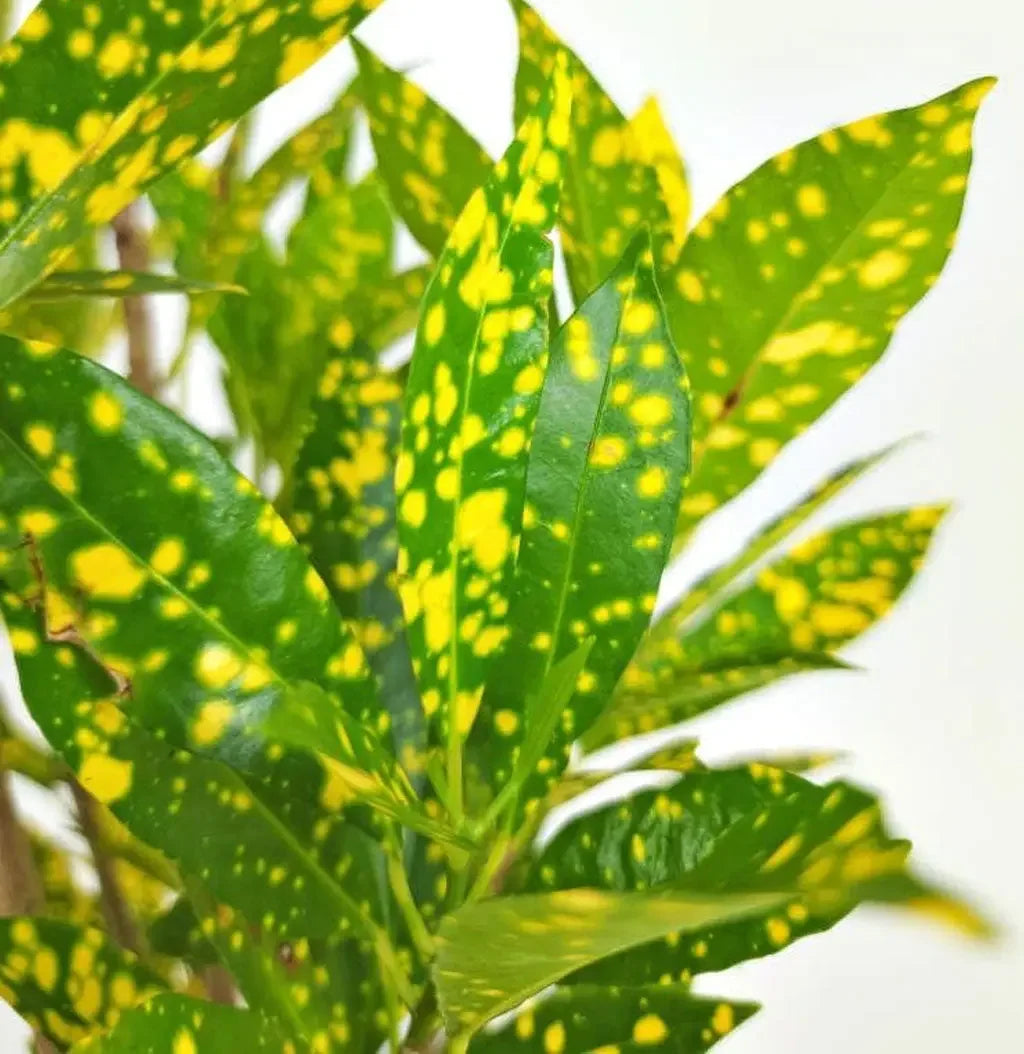 Croton Lemon Plant Baug Bagicha