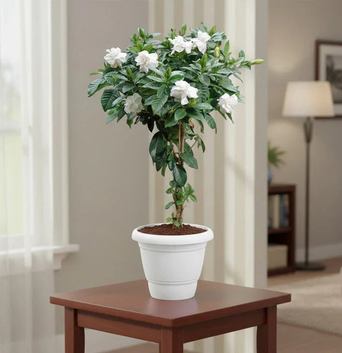 Buy Gardenia Plant online Baug Bagicha
